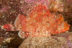 Scorpaena jacksoniensis