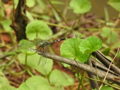 Orthetrum sabina