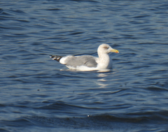 Larus argentatus