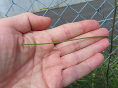 Brassicaceae