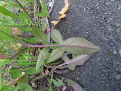 Brassicaceae