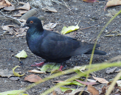 Columba livia domestica