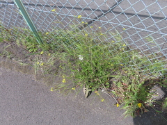 Brassicaceae
