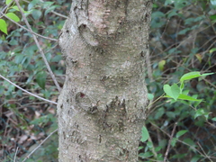 Prunus grayana