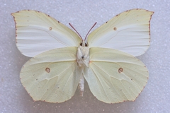 Gonepteryx maxima
