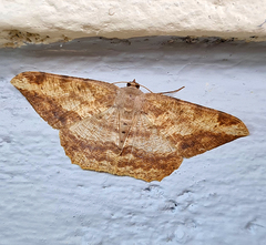 Luxiaria amasa