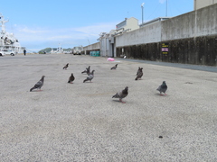 Columba livia domestica