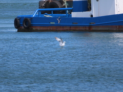 Larus crassirostris