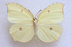 Gonepteryx maxima