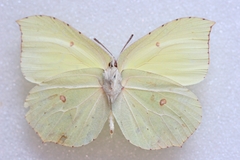 Gonepteryx maxima