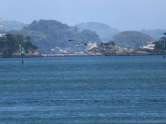 Larus crassirostris