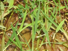 Aciagrion occidentale