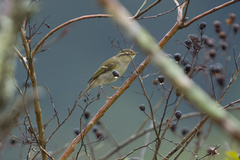 Phylloscopus inornatus