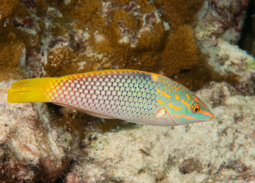 Checkerboard Wrasse