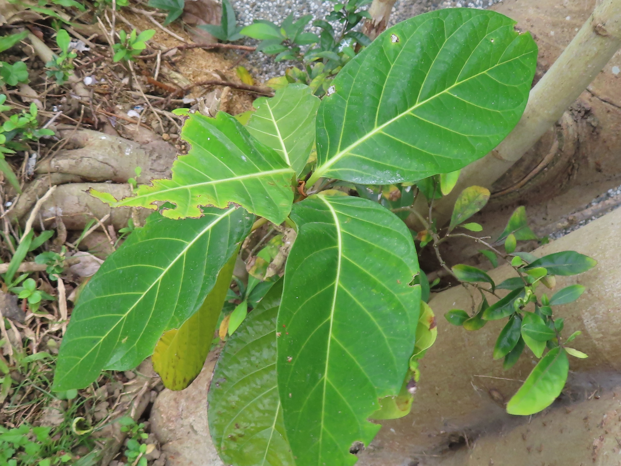 Moraceae