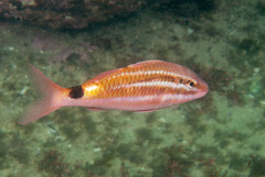 Parupeneus spilurus