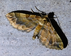 Pelurga comitata