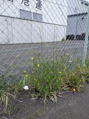 Brassicaceae
