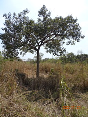 Vitex doniana