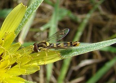 Sphaerophoria scripta