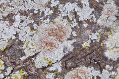 Haematomma persoonii