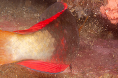 Notolabrus gymnogenis