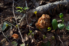 Gyromitra gigas