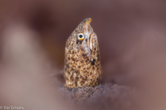 Callechelys marmorata