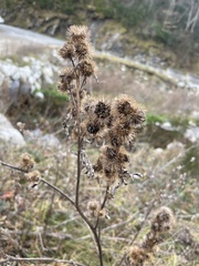 Arctium minus