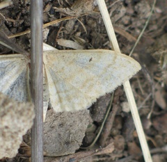 Idaea deversaria