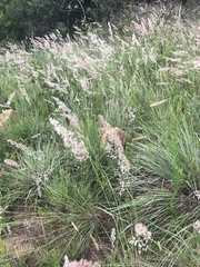 Melinis repens