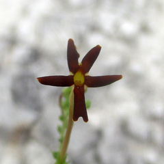 Jamesbrittenia atropurpurea
