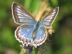 Polyommatus daphnis