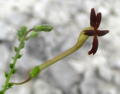 Jamesbrittenia atropurpurea