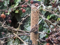 Fringilla coelebs coelebs
