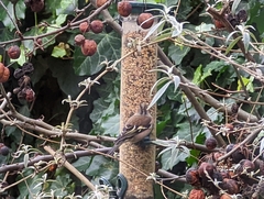 Fringilla coelebs coelebs