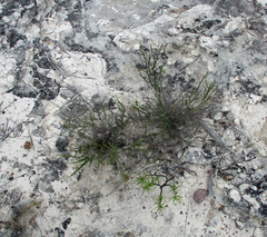 Jamesbrittenia atropurpurea