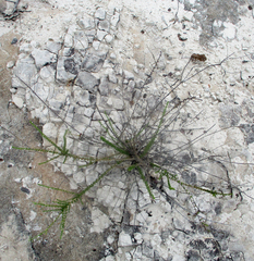 Jamesbrittenia atropurpurea