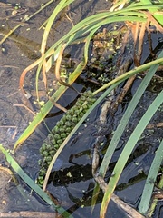 Cycnogeton microtuberosum