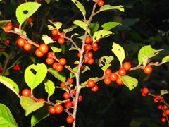 Ilex serrata