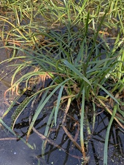 Cycnogeton microtuberosum