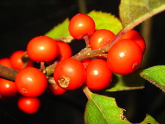 Ilex serrata