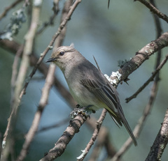 Bradornis microrhynchus