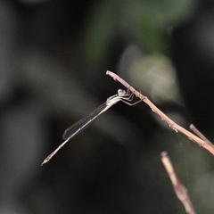 Austrolestes analis