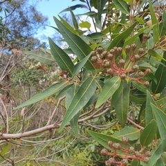 Angophora hispida
