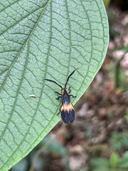 Lycaneptia nigrobasalis