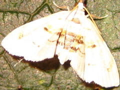 Trichophysetis cretacea