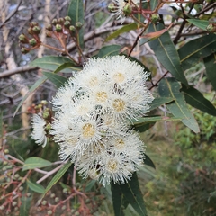 Angophora hispida