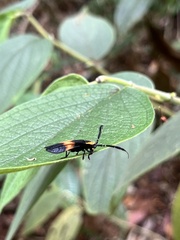 Lycaneptia nigrobasalis