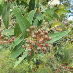 Angophora hispida